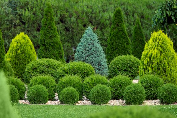 Cost of Bush Shaping Service in Ponte Vedra Beach