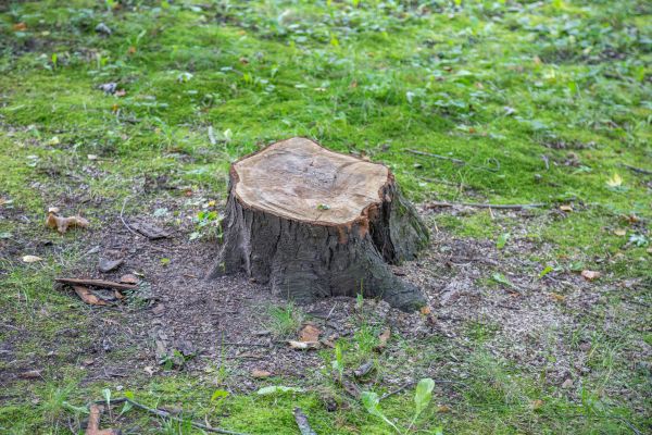 Bush Stump Removal in Ponte Vedra Beach