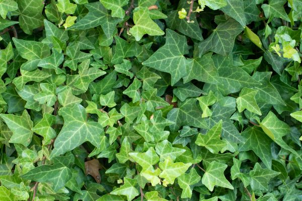 English Ivy Removal in Ponte Vedra Beach