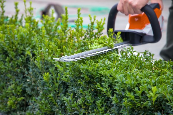 Hedge Pruning in Ponte Vedra Beach