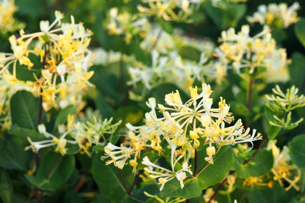 Honeysuckle Removal in Ponte Vedra Beach