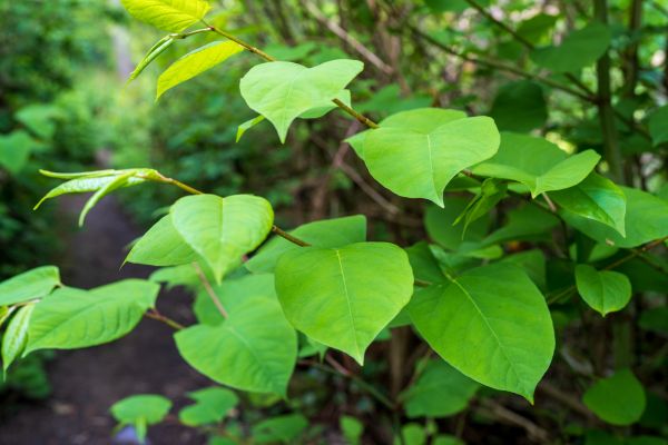 Invasive Plant Removal in Ponte Vedra Beach
