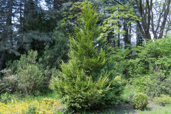 Juniper Pruning in Ponte Vedra Beach
