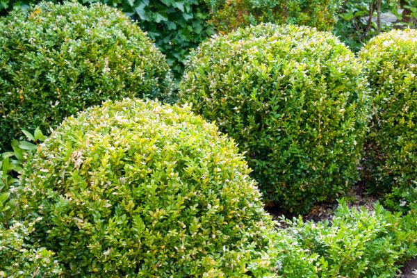 Landscape Trimming Service in Ponte Vedra Beach