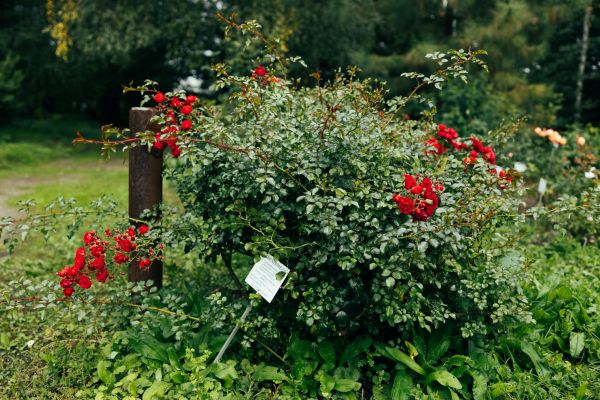 Rose Bush Removal in Ponte Vedra Beach
