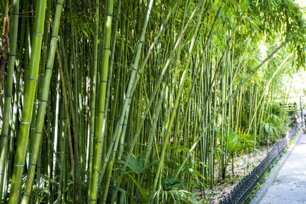 Bamboo Root Removal in Ponte Vedra Beach