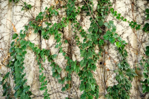 Vine Removal Service in Ponte Vedra Beach