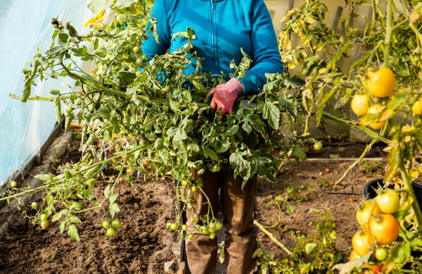 Cost of Garden Plant Removal in Ponte Vedra Beach
