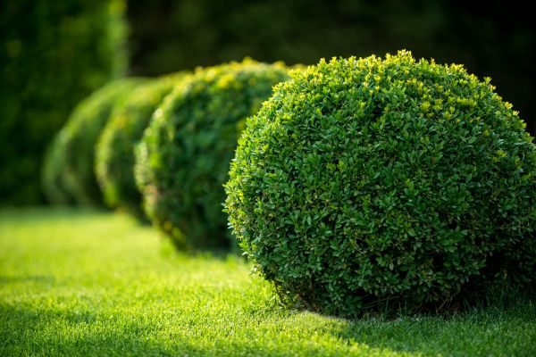 Cost of Bush Pruning in Ponte Vedra Beach