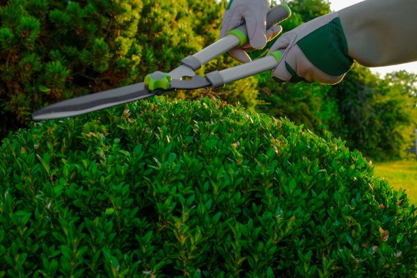 Cost of Topiary Shearing in Ponte Vedra Beach