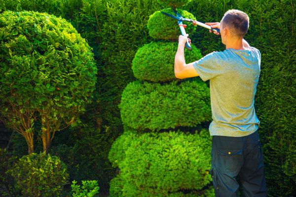 Cost of Topiary Shaping in Ponte Vedra Beach