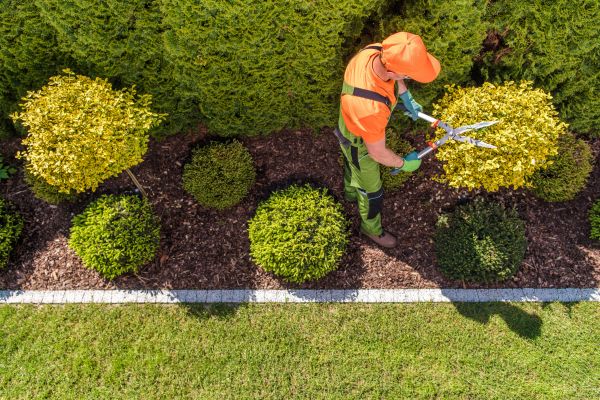 Topiary Trimming in Ponte Vedra Beach