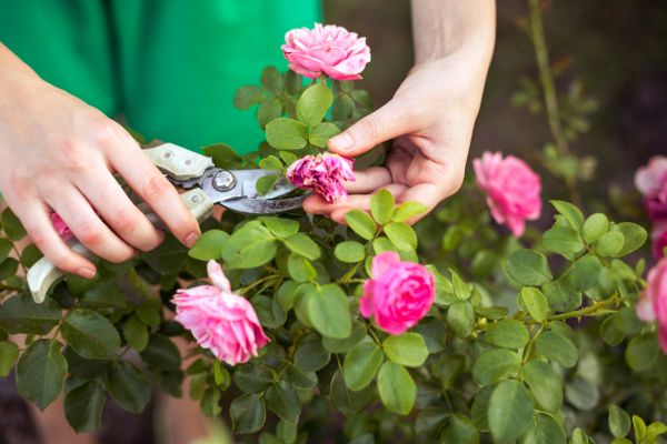 Cost of Rose Shearing in Ponte Vedra Beach