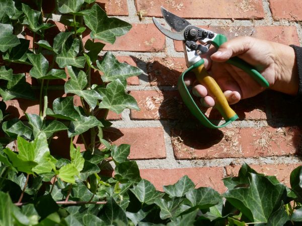 Ivy Removal Service in Ponte Vedra Beach