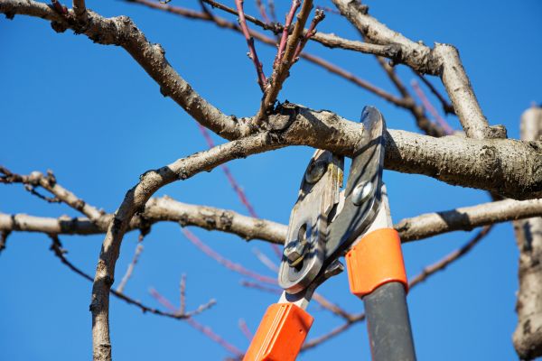 Selective Pruning in Ponte Vedra Beach