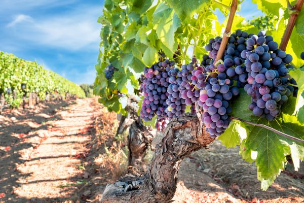 Cost of Grapevine Pruning in Ponte Vedra Beach