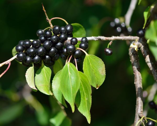 Buckthorn Removal in Ponte Vedra Beach