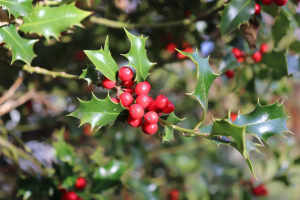 Holly Tree Trimming in Ponte Vedra Beach