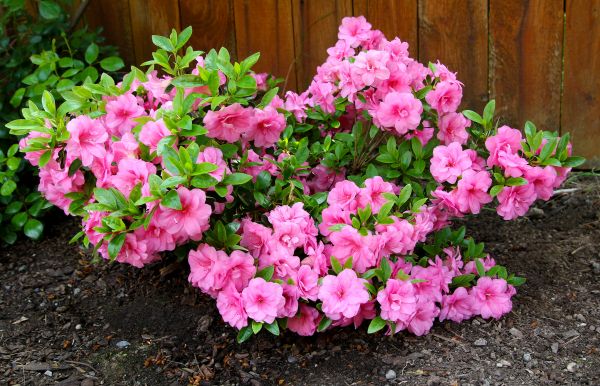 Cost of Azaleas Removal in Ponte Vedra Beach