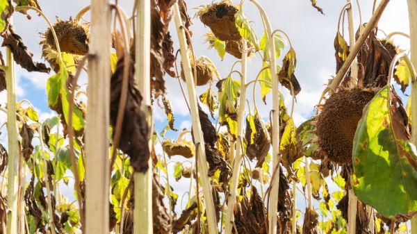 Cost of Dead Plant Removal in Ponte Vedra Beach