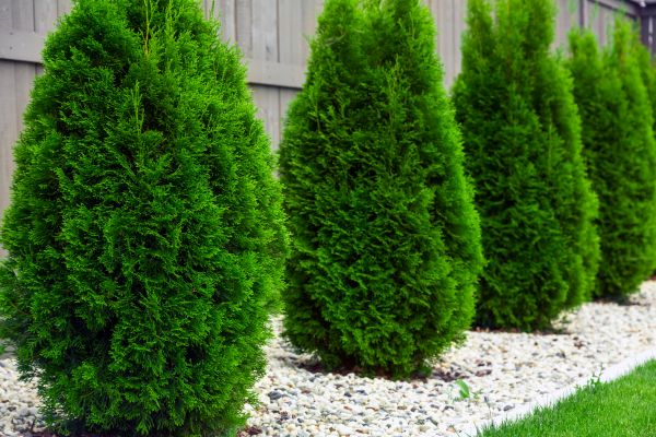 Arborvitae Pruning in Ponte Vedra Beach