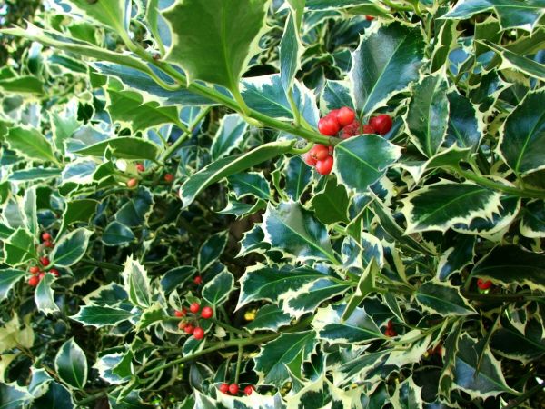 Holly Bushes Trimming in Ponte Vedra Beach