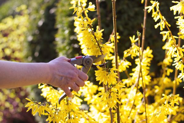 Forsythia Pruning in Ponte Vedra Beach