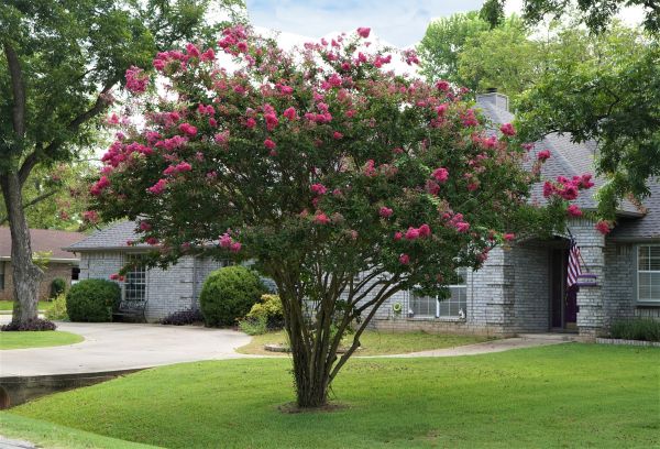 Crepe Myrtle Trimming in Ponte Vedra Beach
