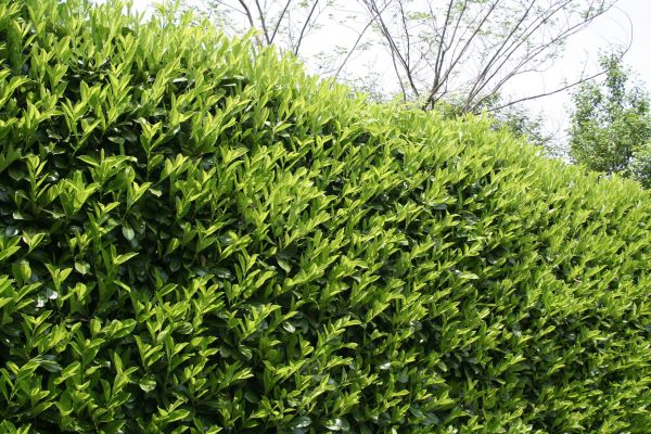 Cost of Laurel Shrub Removal in Ponte Vedra Beach