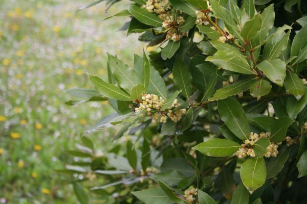 Laurel Trimming in Ponte Vedra Beach