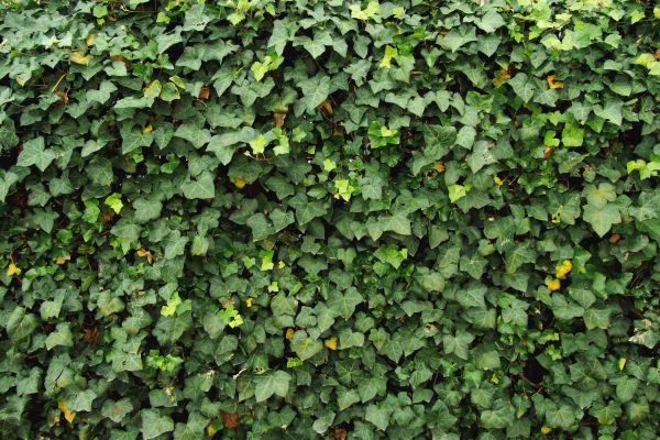 Cost of Ivy Pruning service in Ponte Vedra Beach