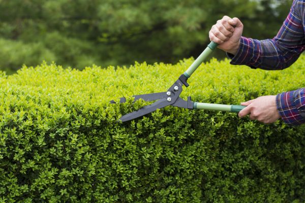 Evergreen Shrub Pruning in Ponte Vedra Beach