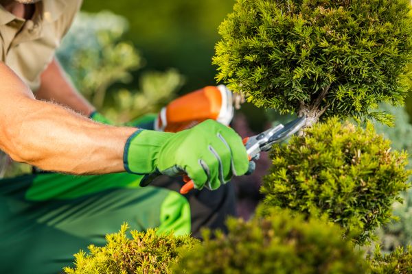 Landscape Pruning Service in Ponte Vedra Beach
