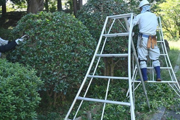 Cost of Holly Shaping in Ponte Vedra Beach