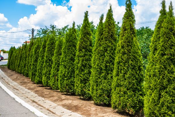 Cost of Arborvitae Shearing in Ponte Vedra Beach