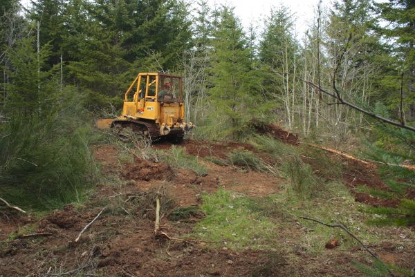 Cost of Shrubbery Clearing in Ponte Vedra Beach