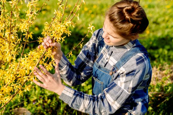 Forsythia Trimming in Ponte Vedra Beach