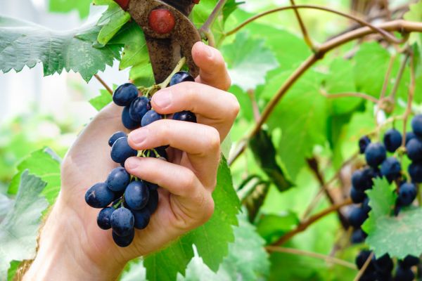 Vineyard Pruning in Ponte Vedra Beach