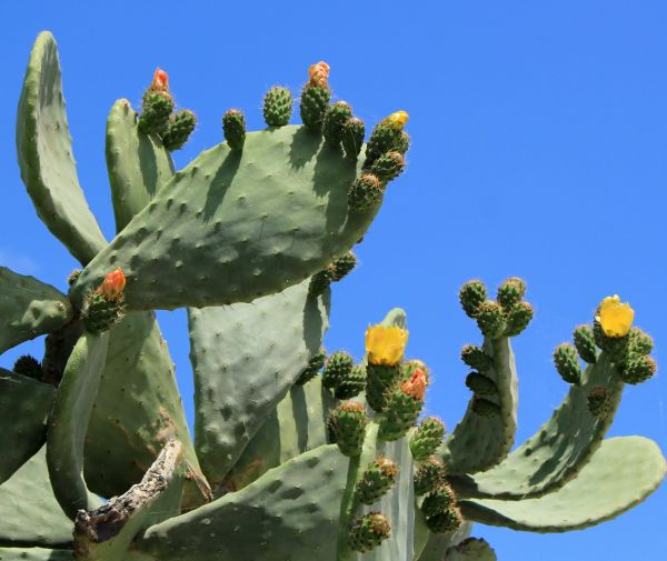 Cactus Removal in Ponte Vedra Beach