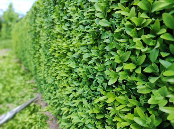 Cost of Boxwood Pruning in Ponte Vedra Beach