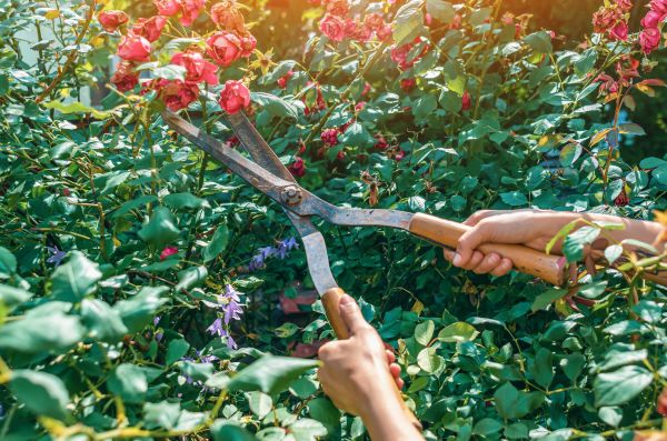 Knockout Roses Pruning in Ponte Vedra Beach