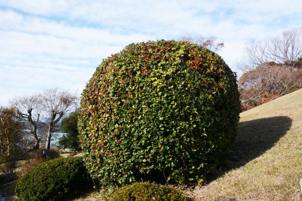 Holly Shrub Pruning in Ponte Vedra Beach