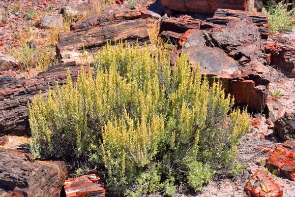 Sagebrush Removal in Ponte Vedra Beach