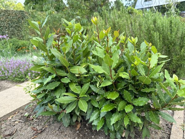 Laurel Hedge Trimming in Ponte Vedra Beach