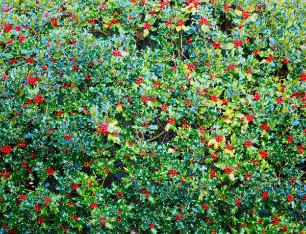 Holly Bush Removal in Ponte Vedra Beach