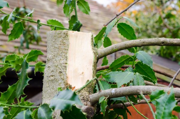 Holly Tree Removal in Ponte Vedra Beach