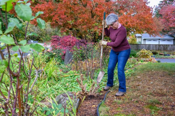 Dead Bush Removal in Ponte Vedra Beach