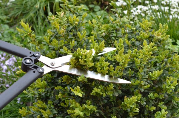 Cost of Boxwood Trimming in Ponte Vedra Beach