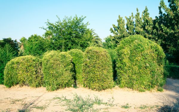 Cost of Bamboo Hedge Removal in Ponte Vedra Beach