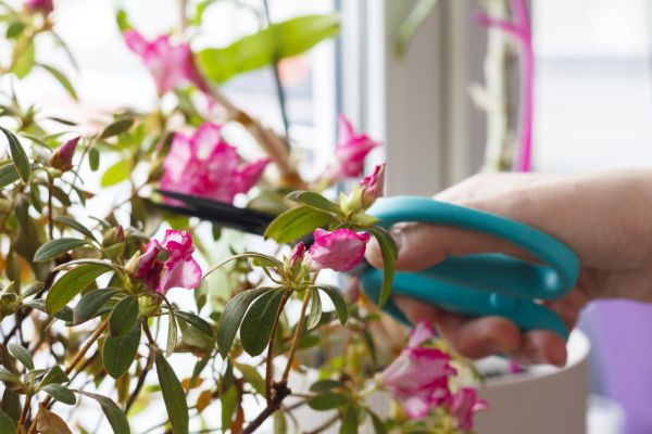 Azalea Pruning in Ponte Vedra Beach
